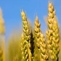 گندم