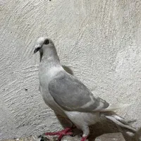 کبوتر الماسی دو رنگ