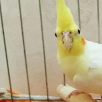 عروس هلندی لوتینو