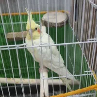 عروس لوتینو ماده