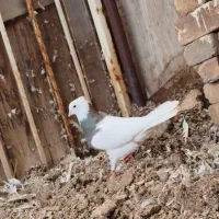 کبوتر معاوضه با فروش