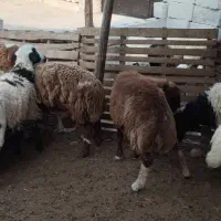 بره و قوچ چاق|حیوانات مزرعه|بندرعباس, |دیوار