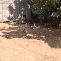 کفتر کبوتر