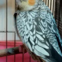 عروس هلندی|پرنده|تهران, اسکندری|دیوار