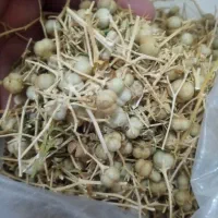 اسپندبومی تازه چیده شده فوق العاده خوشبو|خوردنی و آشامیدنی|اصفهان, هفتون|دیوار