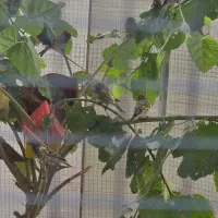 گلبسر وسهر|پرنده|خرمشهر, |دیوار