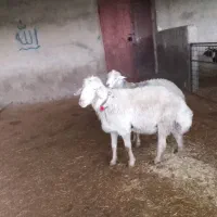 گوسفند|حیوانات مزرعه|باوی, |دیوار