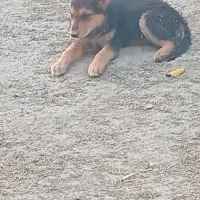 سگ ژرمن ماده اصل