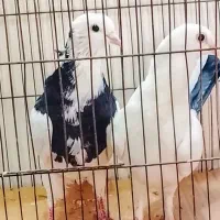 کبوتر پرشی سو دار هر مدل کبوتر خواستیددارم|پرنده|قائمشهر, |دیوار