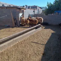 5عدد بره نر ژندار هترو