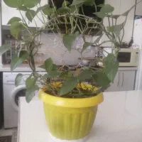 گلدون پتوس فرم گرفته