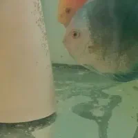 ۸ عدد دیسکس و کت های خاص