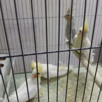 عروس|پرنده|خرم‌آباد, |دیوار