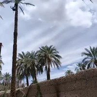 کارگری درخت گرزا حرفیی