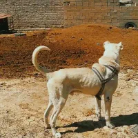سگ سرابی|سگ|میاندوآب, |دیوار