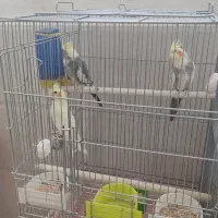 ۵ عدد. عروس هلندی نرو ماده دونه ای یک ملیون