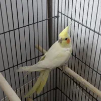 عروس هلندی ماده