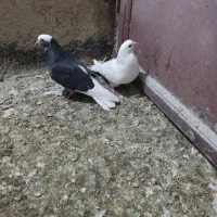 جفت ماده. کتشون‌گرفته. راحت جوجه میدن