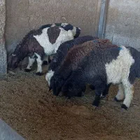 6 بره 1 بز دوقلو زا