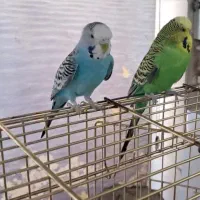 مرغ عشق گم شده