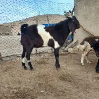 نر بز نجدی|حیوانات مزرعه|الشتر, |دیوار