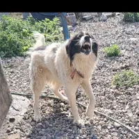 سگ قهدریجانی نگهبان