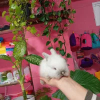 خرگوش لوپ لپ ناز و زیبا|موش و خرگوش|محمودآباد, |دیوار