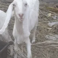 فروش بز رشتی