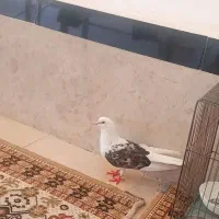 سور اپلاغ