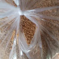 گندم ودانه گندم|گل و گیاه طبیعی|زنجانرود, |دیوار