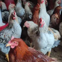 خروس محلی گلپایگانی|حیوانات مزرعه|ورامین, خیر آباد|دیوار