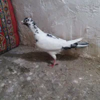 کفتر  غول نر