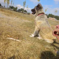 واگذاری سگ سرابی ذات قدیم