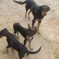 سگ دوبرمن پوست چرمی وارداتی|سگ|مشهد, رده|دیوار