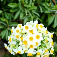 گل نرگس|گل و گیاه طبیعی|شیراز, شیشه‌گری|دیوار