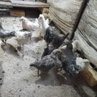 جوجه مرغ گلین اصل تاج کوفته و چهل تاج