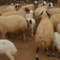 گوسفند سنجابی