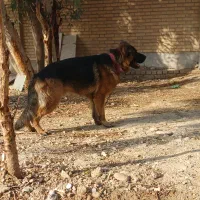 حیوان سگ|سگ|تهران, شهرآرا|دیوار