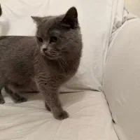 گربه بریتیش|گربه|تهران, قصر فیروزه ۲|دیوار