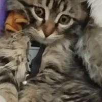 واگذاری گربه