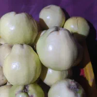 بهه زرد و عالی مربایی
