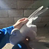 کفتر|پرنده|شهریار, شهریار|دیوار