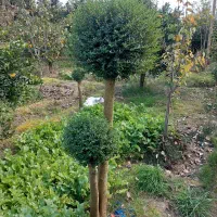 مورد پیوندی