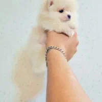 پامرانین خرسی عروسکی|سگ|اصفهان, پینارت|دیوار