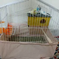 مرغ عشق|پرنده|تهران, شهرک رضویه|دیوار