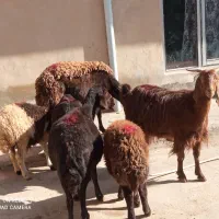 سه تاگوسفندجوان وابستن وبره ماده دامازلق قرمزلخت|حیوانات مزرعه|خواجه, |دیوار
