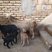 بزبزغاله|حیوانات مزرعه|کرمانشاه, |دیوار