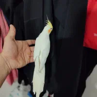 عروس هلندی نر دستی سخنگو معاوضه با قناری سرخ