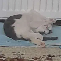 گربه خانگی|گربه|گلبهار, شهر جدید گلبهار|دیوار