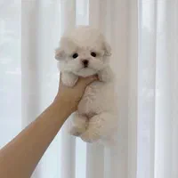 پودل کرمی و برفی تیکاپ|سگ|تهران, جمهوری|دیوار